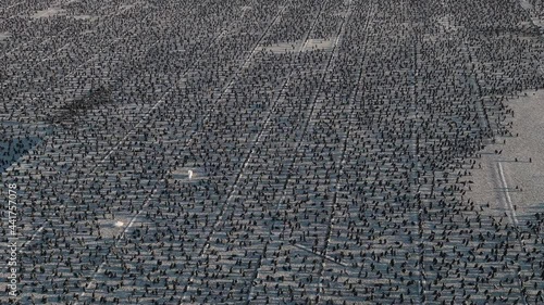 Aerial close-up fly over view of thousands of Cape Cormorants sitting on a guano platform photo