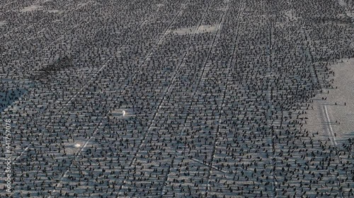 Aerial close-up fly over view of thousands of Cape Cormorants sitting on a guano platform