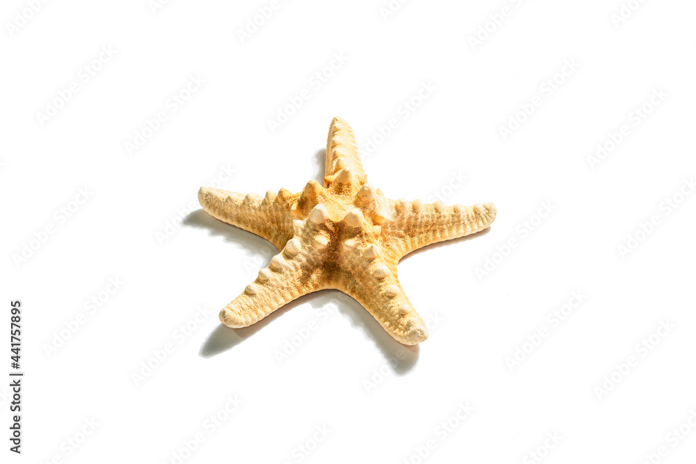 Single starfish isolated on white background Single starfish isolated on white background