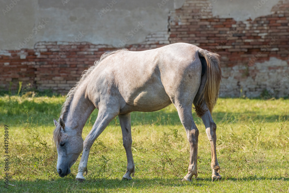 Obraz premium mantello grigio