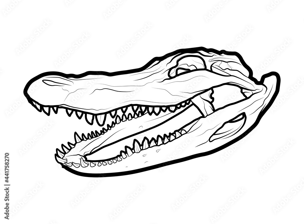 Ilustracion de craneo de Cocodrilo.
Plantilla de recurso para diseñadores y tatuadores. Ilustracion de craneo de Cocodrilo.
Plantilla de recurso para diseñadores y tatuadores.