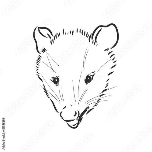 Vector sketch possum muzzle possum vector illustration