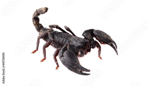 scorpion isolate on white background.