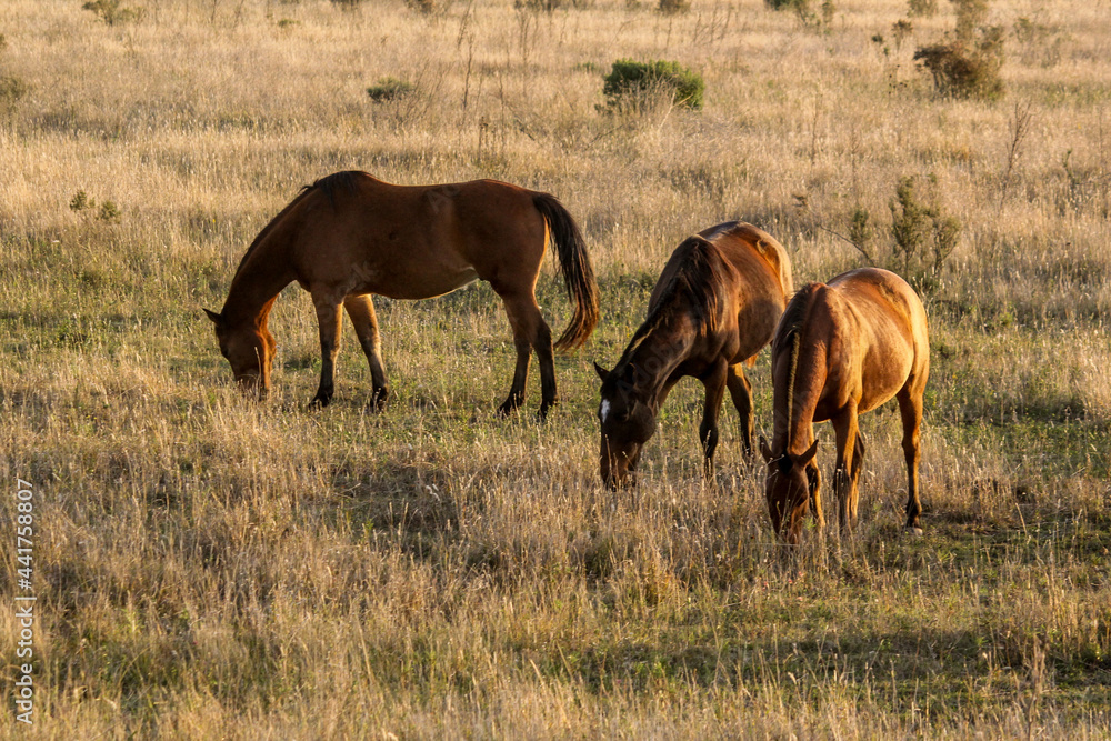 brown horses grazing a green field at sunset brown horses grazing a green field at sunset
