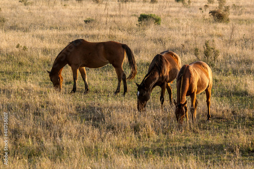brown horses grazing a green field at sunset © Ruben
