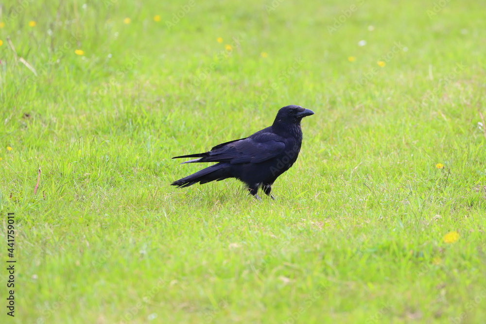 Fototapeta premium A Carrion Crow stood in a Field, County Durham, England, UK.