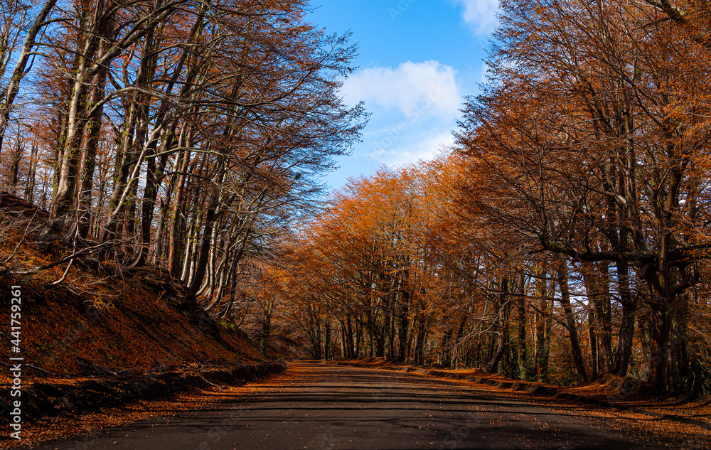 Fototapeta premium Fotografía de tonos y colores de camino de Montaña en Otoño en la Araucanía Andina, Chile