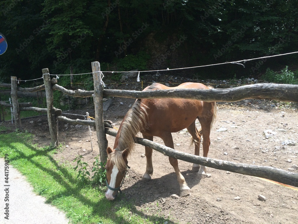 Naklejka premium horse and foal