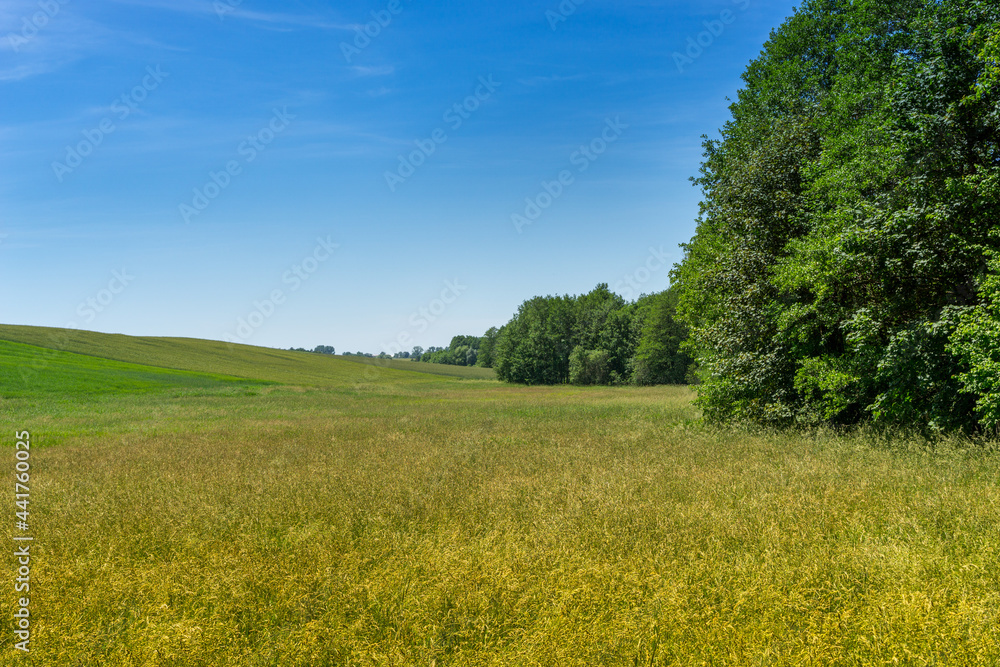 Polish summer field and trees
