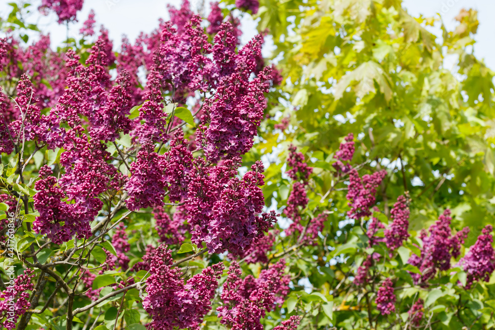 Beautiful lilac purple flowers blooming in the garden Beautiful lilac purple flowers blooming in the garden