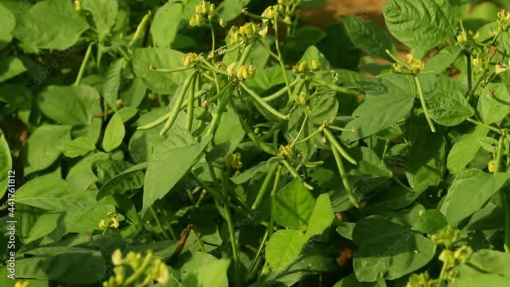 Mung daal plant with flowers in farm, agriculture of green mango bean,Plant of green mango bean,harvest of green fresh beans in a garden Mung daal plant with flowers in farm, agriculture of green mango bean,Plant of green mango bean,harvest of green fresh beans in a garden