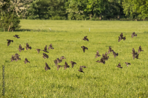 Flock of starlings in a field