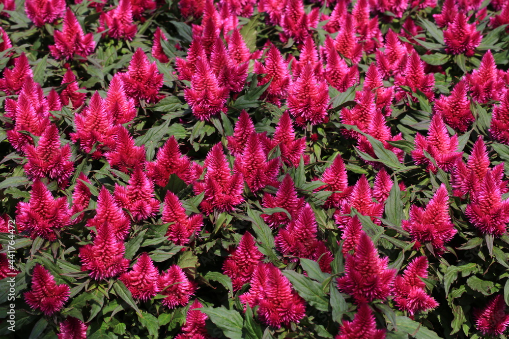 Blooming celosia in sunny June