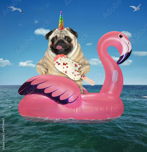 A dogicorn pug with ice cream is floating on an inflatable pink flamingo in the sea at a resort. photo