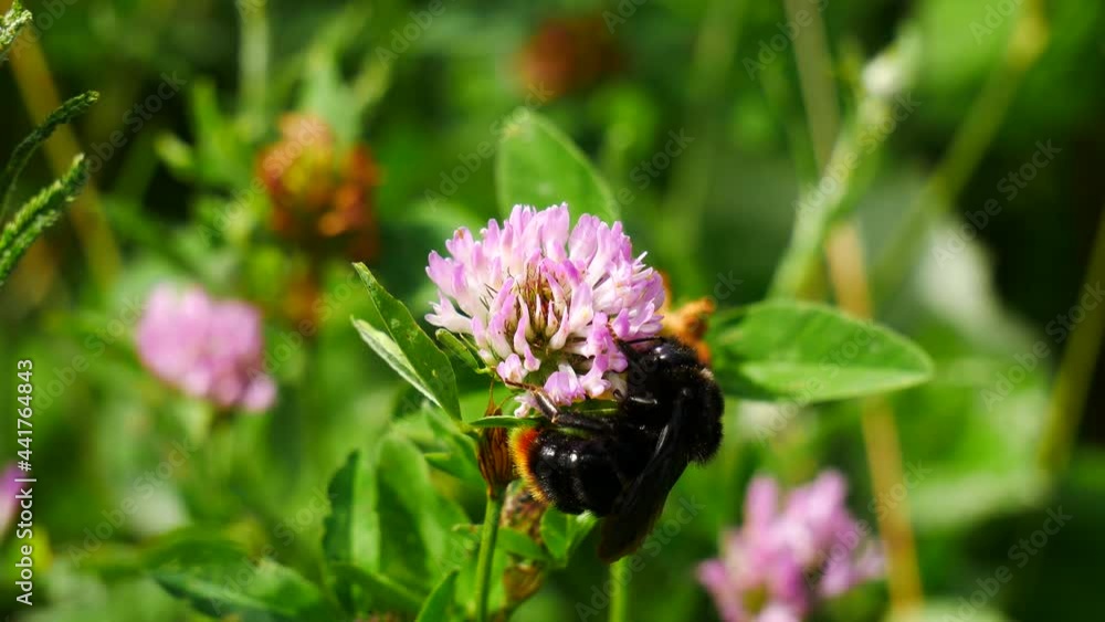 Bumblebee collects honey on a clover flower. Bumblebee collects honey on a clover flower.