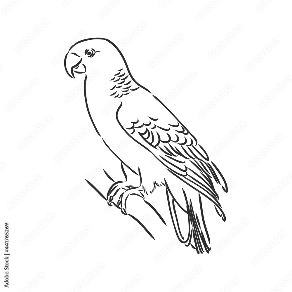 Naklejka premium tropical parrot and bird head black and white vector outline