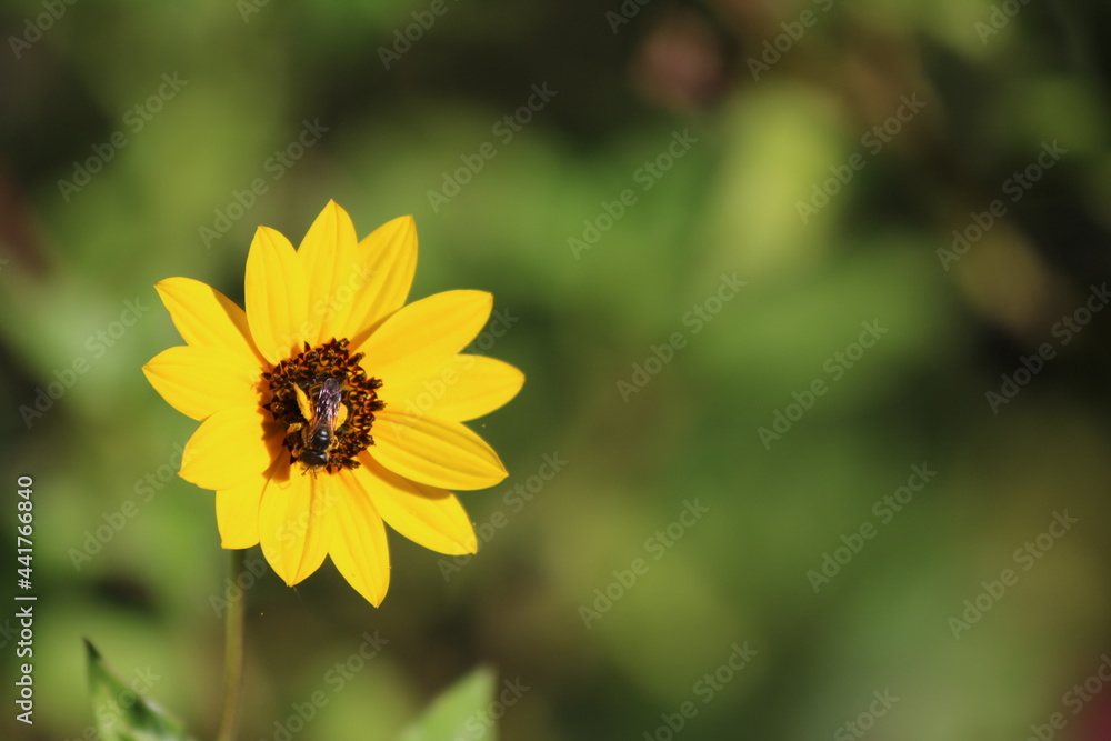bee on flower bee on flower
