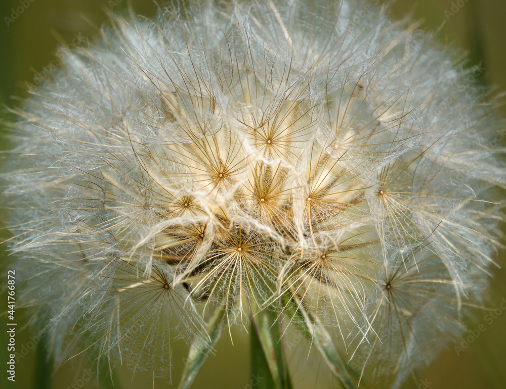 A beautiful macro closeup showing the intricate detail and beauty of a dandelion seed head before disperising its wind blown seeds