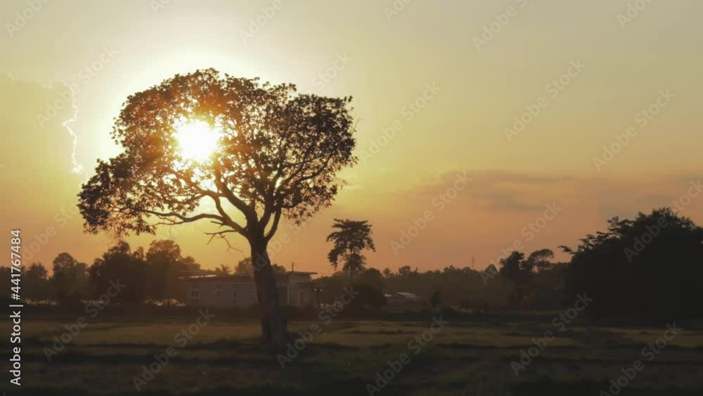 The morning sun in the rice fields, Thailand The morning sun in the rice fields, Thailand