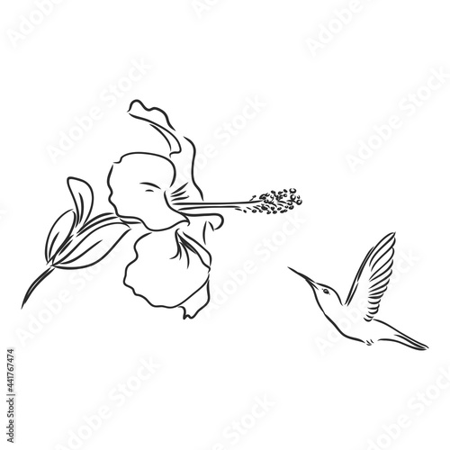 Hand Drawn vector illustration isolated on white background. Sketch for tattoo.Hummingbird drawing.