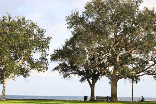 tree in the park