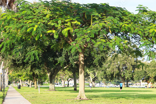 park with trees
