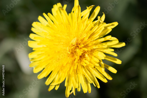                   . Dandelion