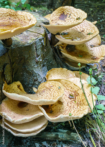 Very large (up to 50cm) Cerioporus squamosus aka Polyporus squamosus is a basidiomycete bracket fungus, with common names including dryad's saddle and pheasant's back mushroom photo