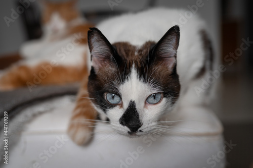 Fototapeta Naklejka Na Ścianę i Meble -  close up. black and white cat with blue eyes looks at the camera