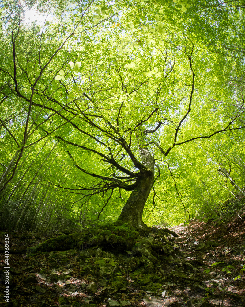 Fototapeta premium Big tree in the middle of the forest seen from below with a lot of green leafs