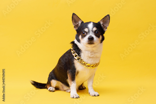 Portrait of cute puppy chihuahua in glasses, gold chain. Little smiling dog on bright trendy yellow background. Free space for text. © KDdesignphoto
