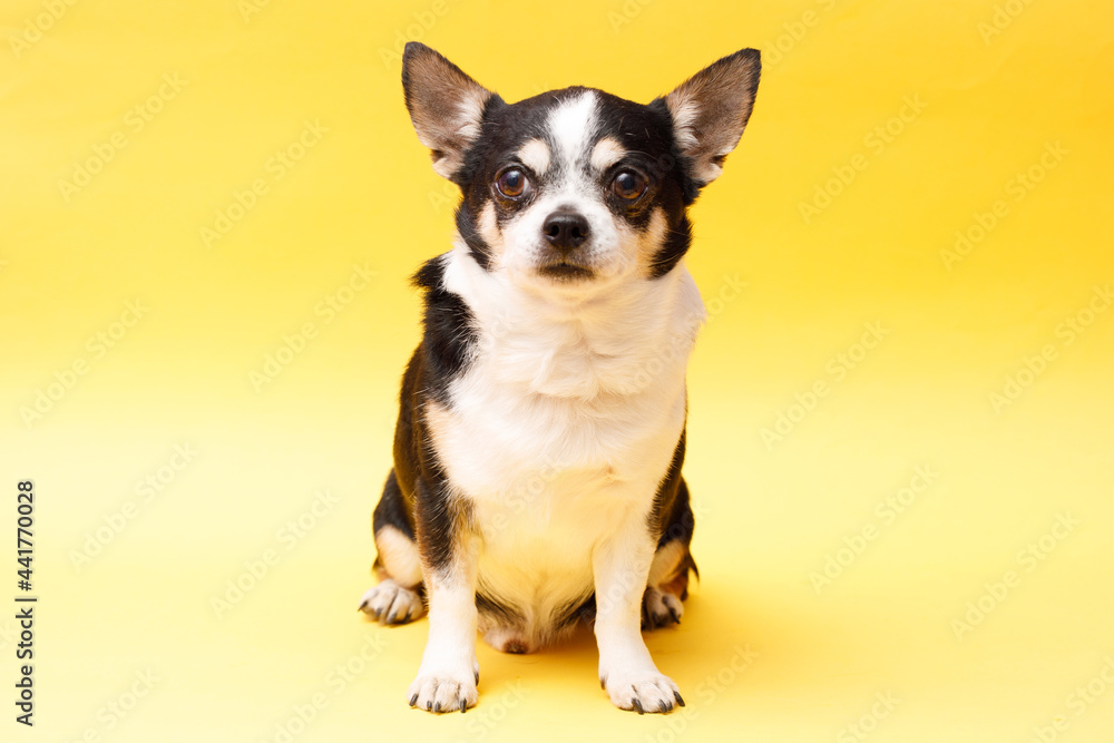 Portrait of cute puppy chihuahua. Little dog on bright trendy yellow background. Free space for text.