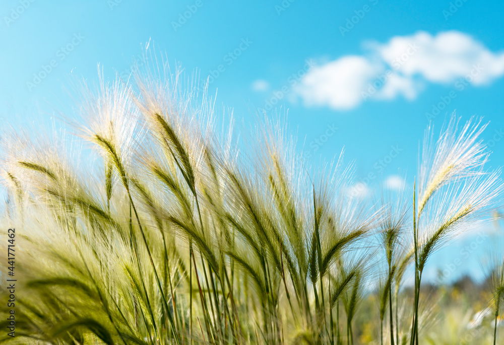 Background of fluffy spikelets of green barley close-up Blue sky and barley grass Selective focus Hordeum jubatum, Foxtail barley, selective focus Background of fluffy spikelets of green barley close-up Blue sky and barley grass Selective focus Hordeum jubatum, Foxtail barley, selective focus