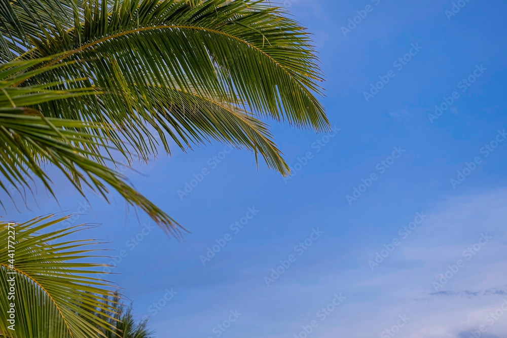 fresh green coconut palm leaves tree  curve shape on blue sky background. sharp leaves plant tropical fruit trees in thailand with copy space for typing text.