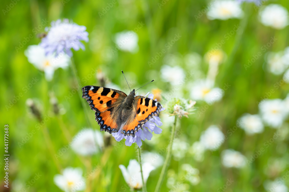 Small tortoiseshell butterfly (Aglais urticae) in a meadow. Small tortoiseshell butterfly (Aglais urticae) in a meadow.