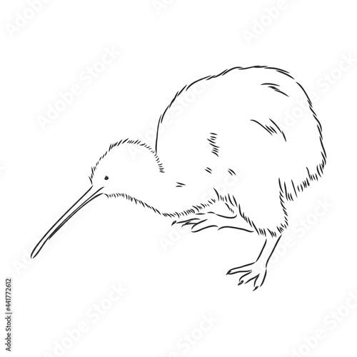 hand drawn, sketch, cartoon illustration of kiwi