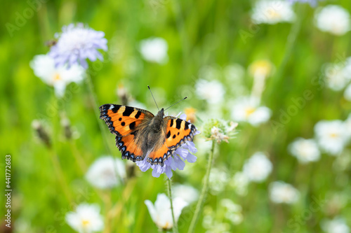 Small tortoiseshell butterfly (Aglais urticae) in a meadow. photo