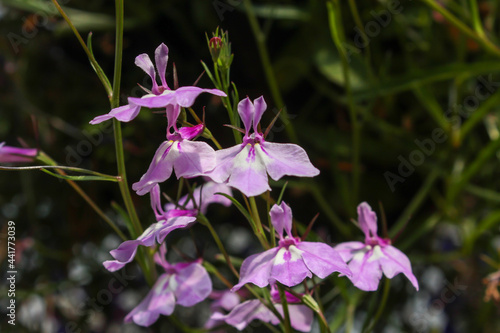 purple orchid in the garden