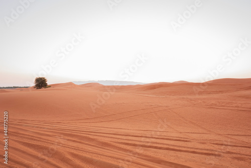 desert sand dunes and sand pattern with blank space available. Desert sand mountain with lonely tree.