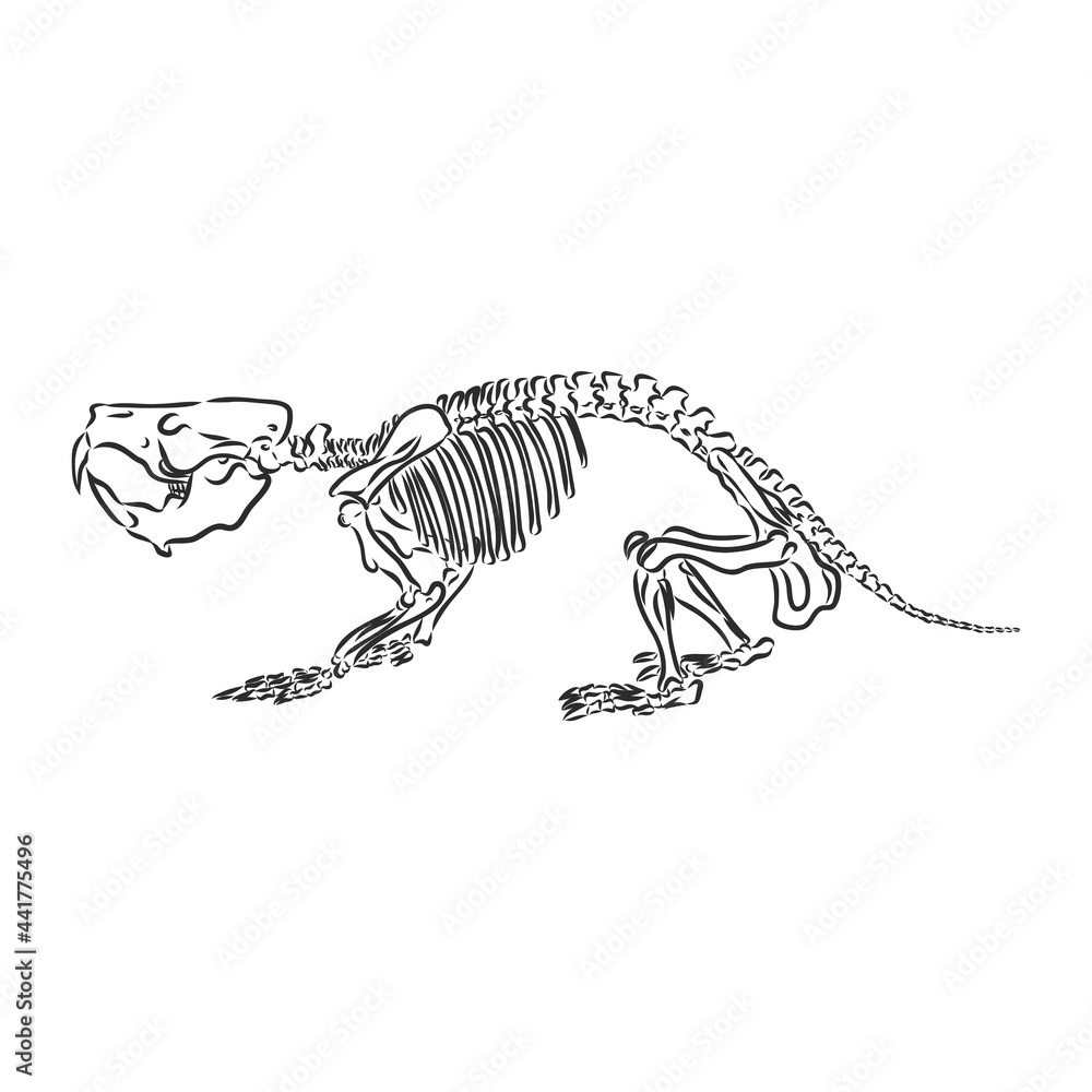 Graphical triceratops isolated on white background,vector illustration for printing Graphical triceratops isolated on white background,vector illustration for printing
