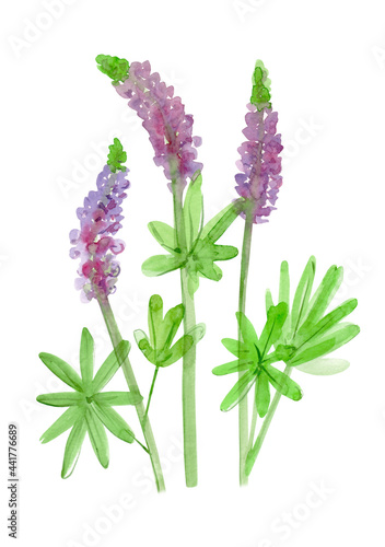 simple quick sketching of meadow flowers on white background. watercolor painting