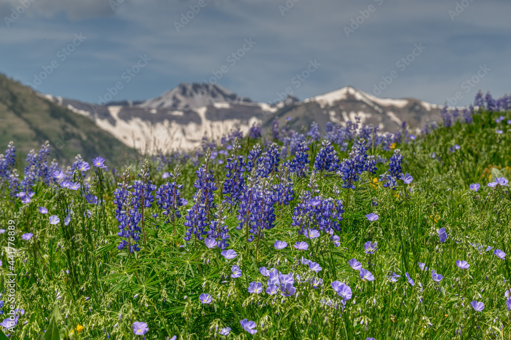 Lupine and Flax