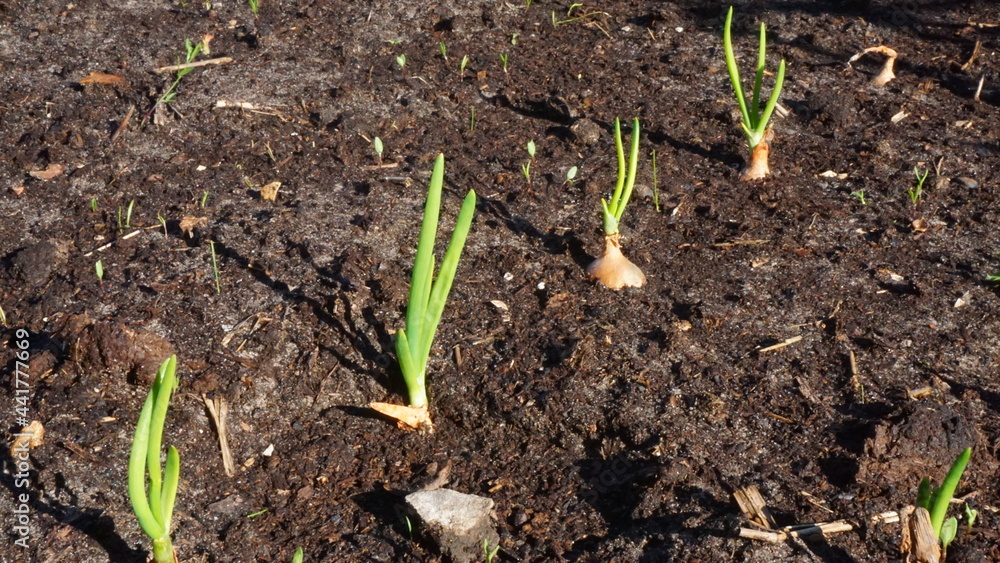young sprouts of green onions dacha vegetable garden beds summer harvest is sunny young sprouts of green onions dacha vegetable garden beds summer harvest is sunny