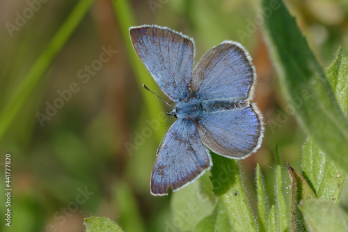 Green-underside blue (Glaucopsyche alexis) photo