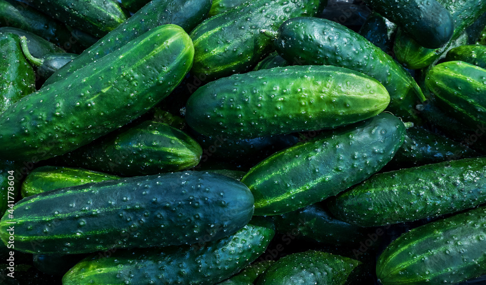 Ripe juicy green cucumbers close-up