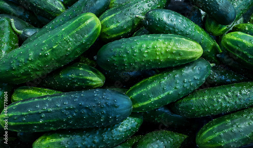 Ripe juicy green cucumbers close-up