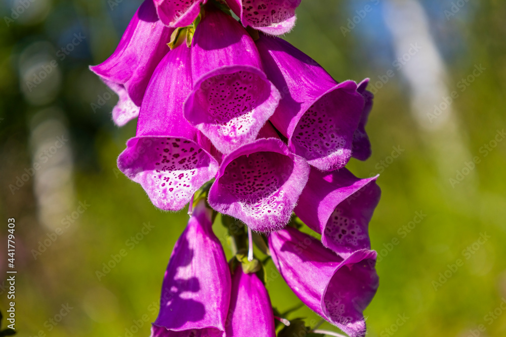 Fotka „Foxglove (Digitalis purpurea) is a highly toxic, short lived