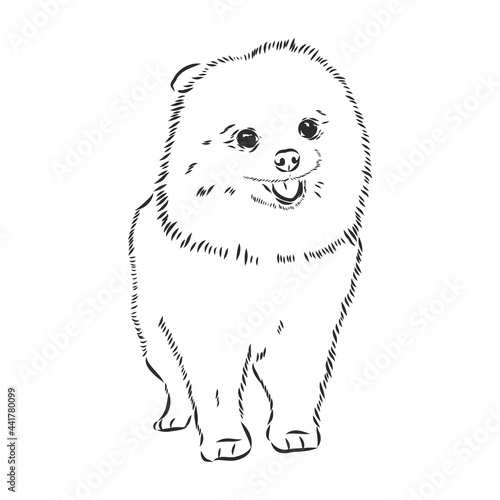 German Spitz. Pomeranian Dog. hand drawn. Vector illustration