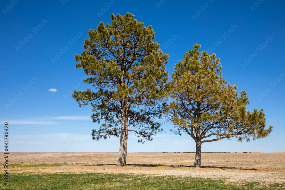 Alone trees in the desert. Nebraska landscape. Alone trees in the desert. Nebraska landscape.