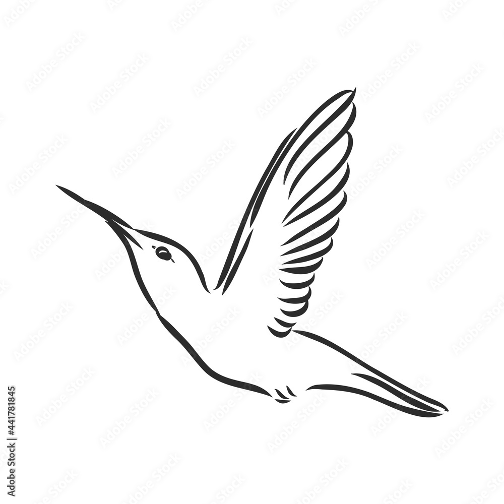 Obraz premium Hand Drawn vector illustration isolated on white background. Sketch for tattoo.Hummingbird drawing.